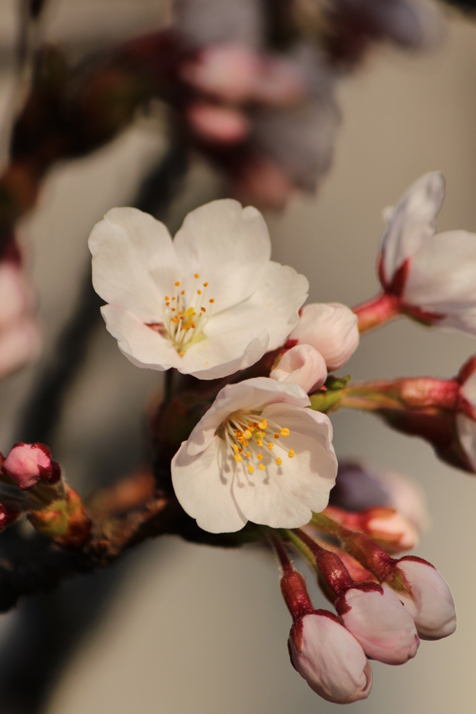 桜