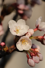 桜
