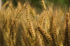 きんいろむぎむぎ