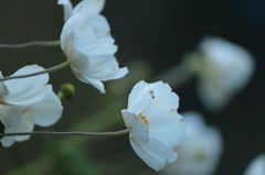 秋明菊