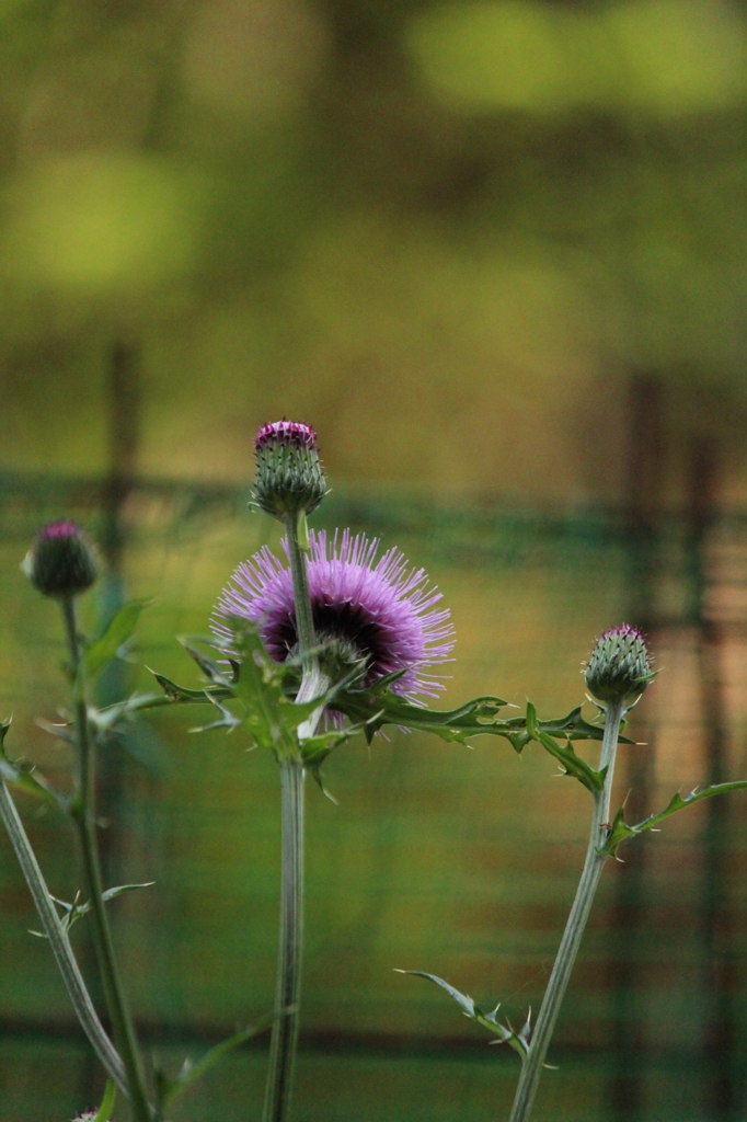 はずかしがりやさん