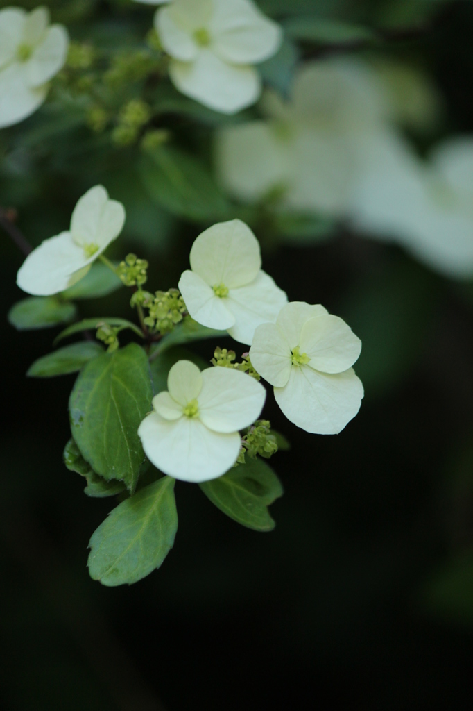 野の花