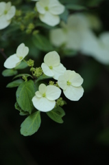 野の花