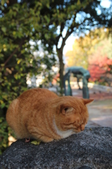のら