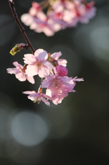 河津桜