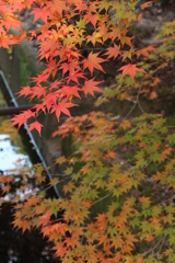もみじ