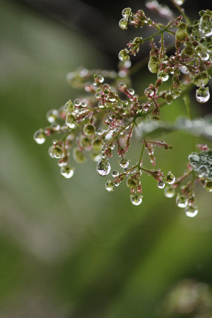 雨上がり