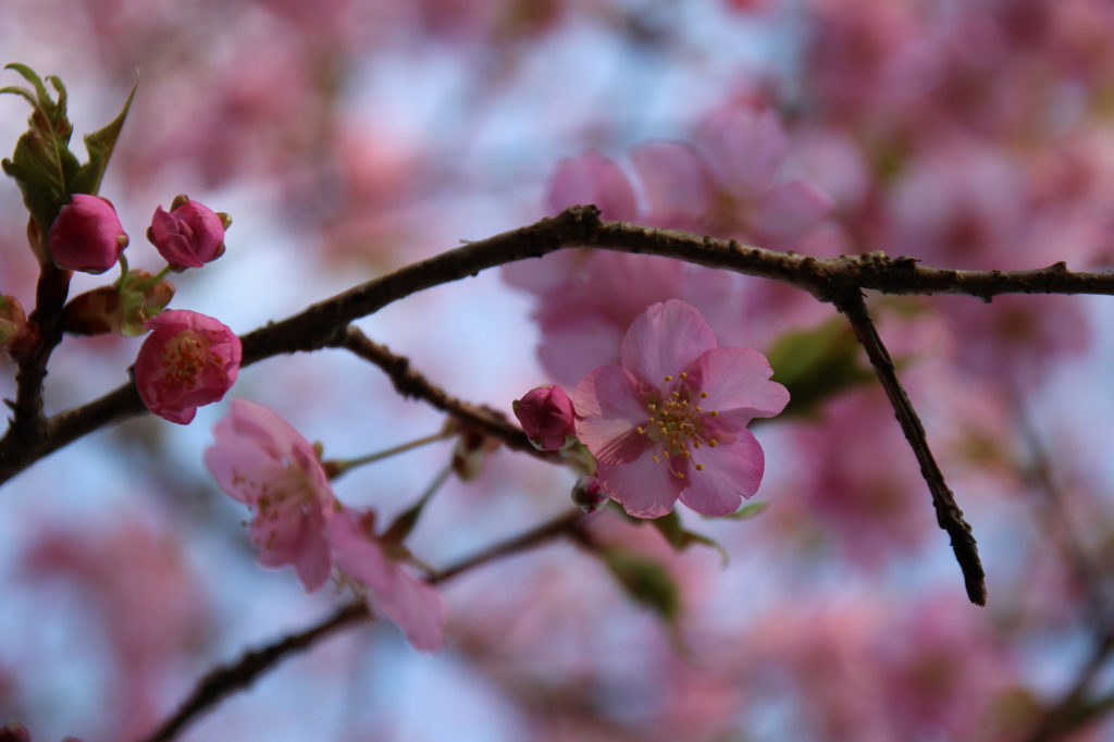 桜