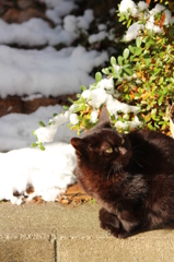 雪の日の猫