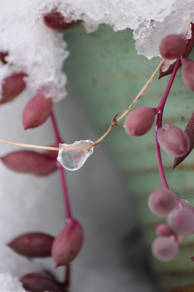 雪