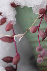 雪