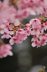 河津桜