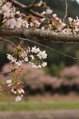千本桜＠美波羅川