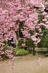 しだれざくら