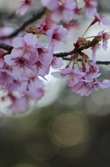 河津桜