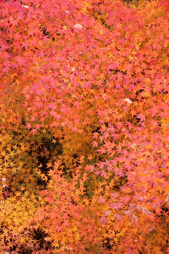 紅葉