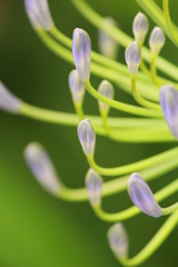 アガパンサス アガパンサス