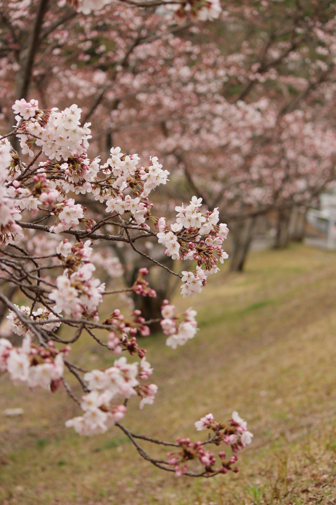 桜