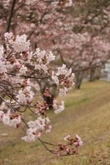 桜