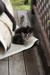 こねこ こねこ