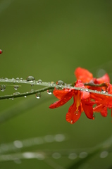 雨降り