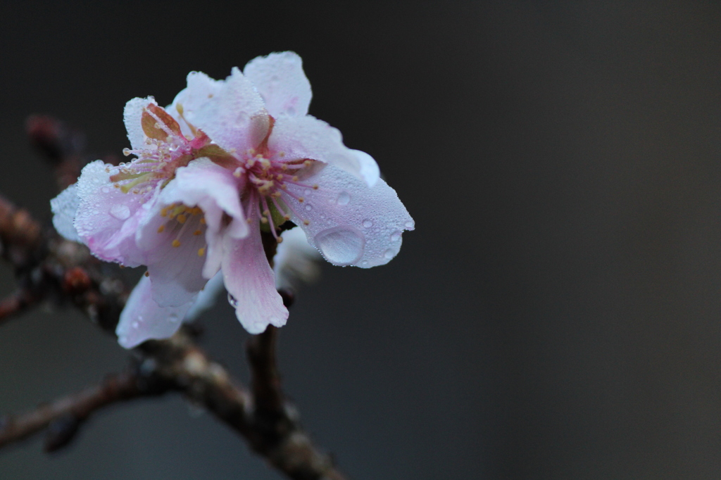 12月の桜
