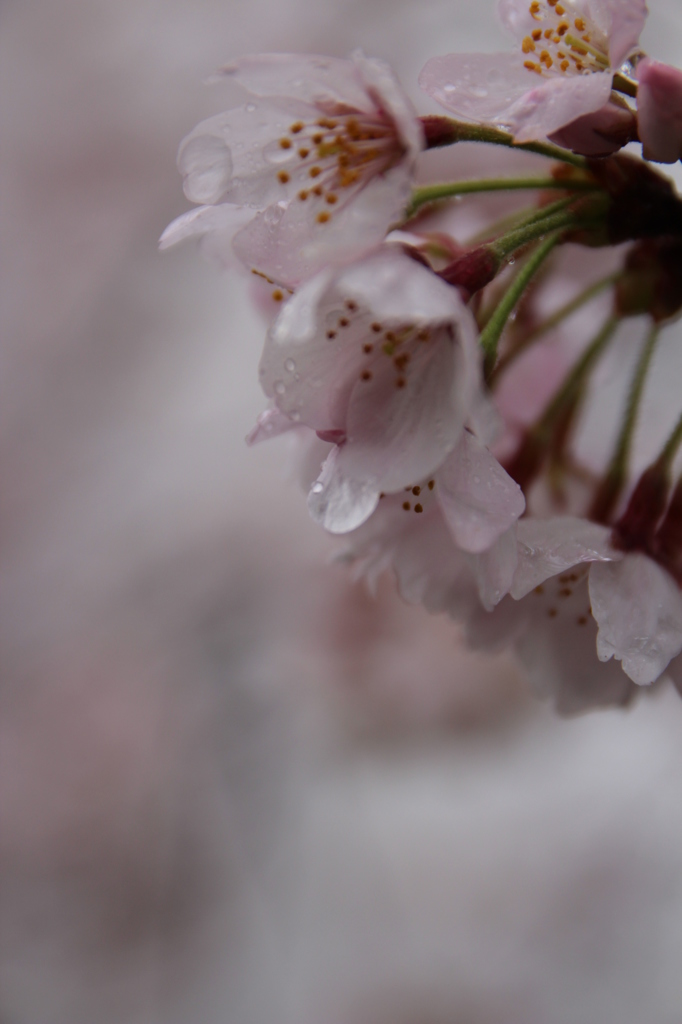 雨の日のさくら