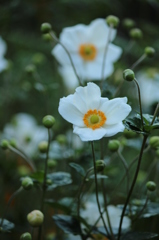 秋明菊
