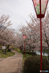 お花見