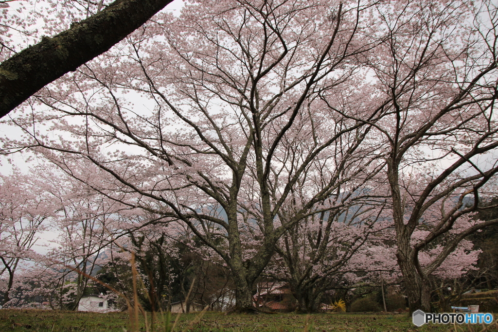 桜