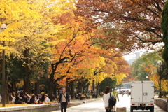 紅葉