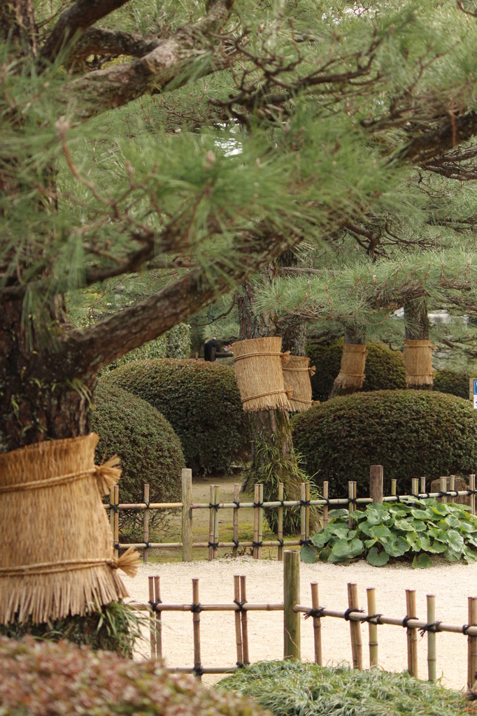 こも巻き兄弟＠縮景園