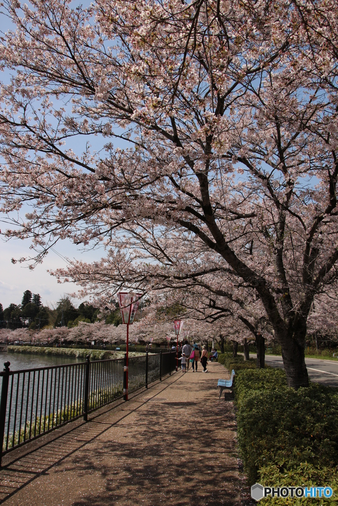 桜