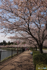 桜