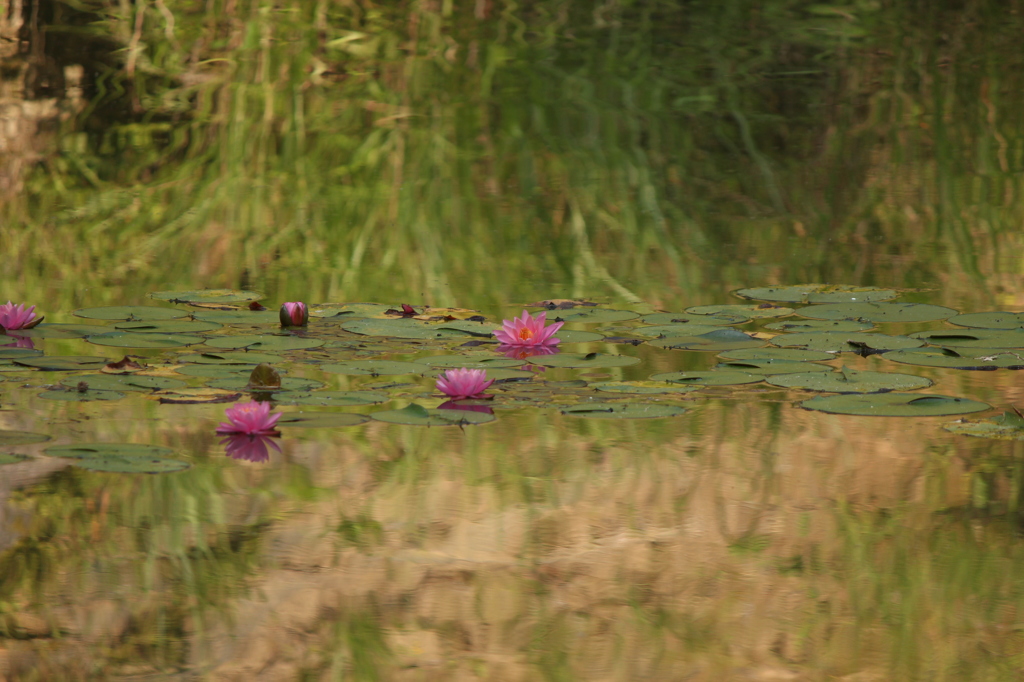 睡蓮のある池
