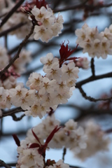 桜