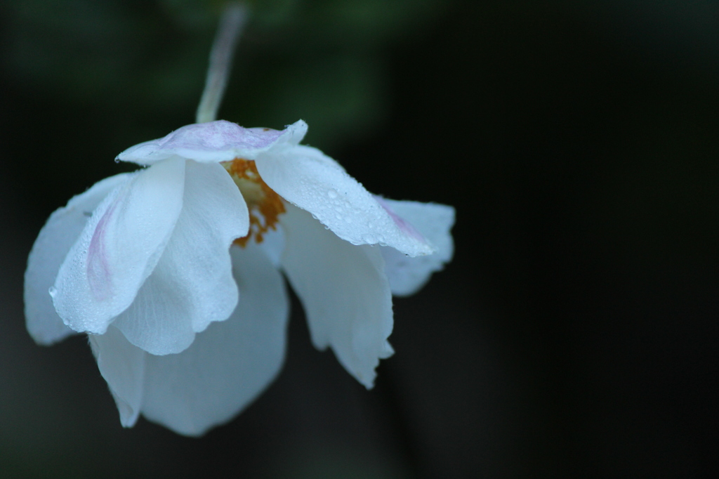 秋明菊