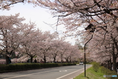 並木