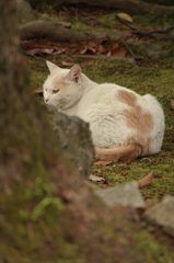 城の猫