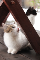 雪の日のねこ