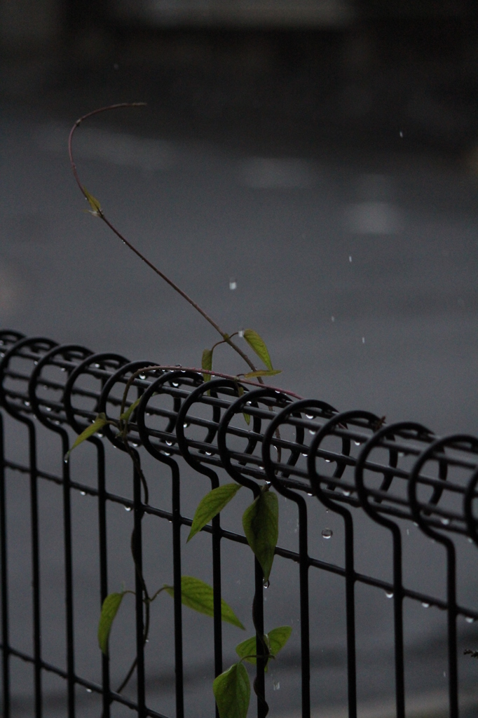 雨だれ