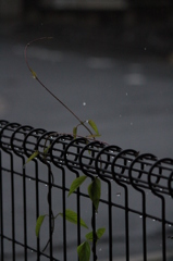 雨だれ
