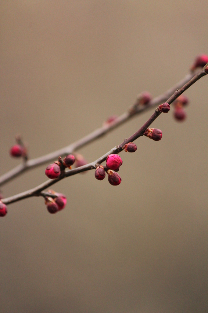 紅梅
