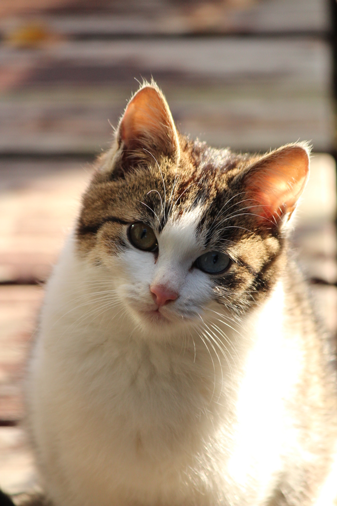 こねこ