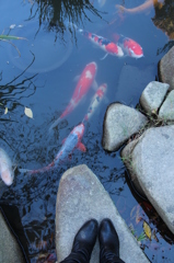 鯉