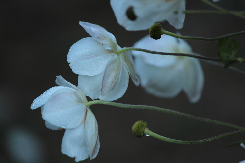 秋明菊