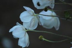 秋明菊