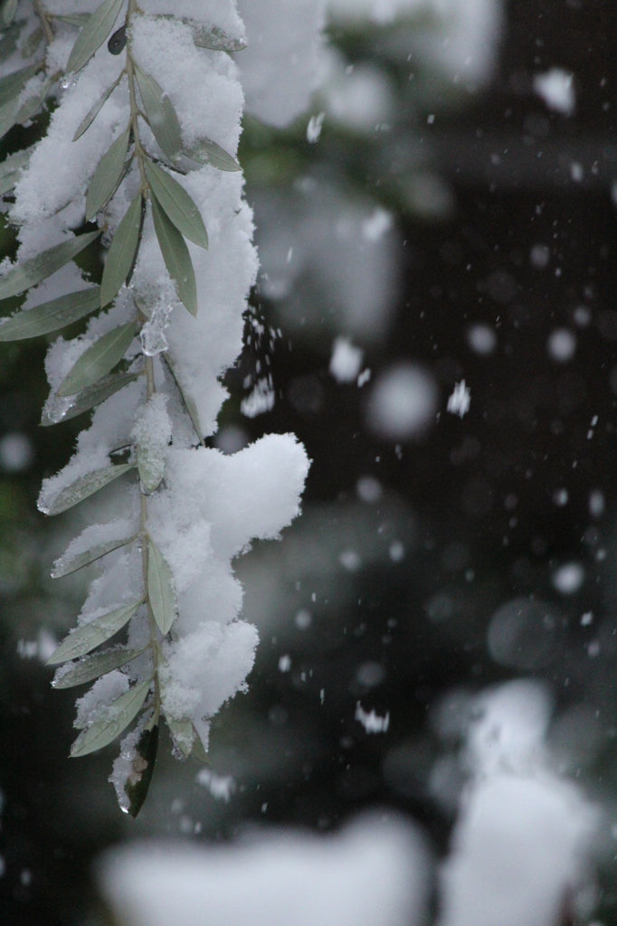 雪