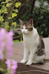 野良猫