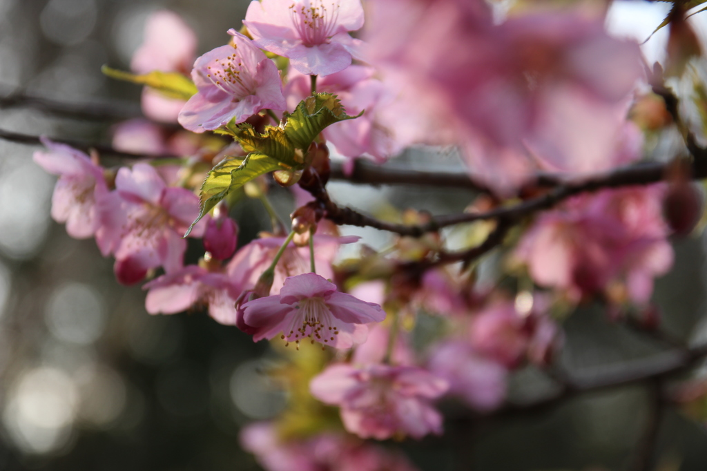 桜